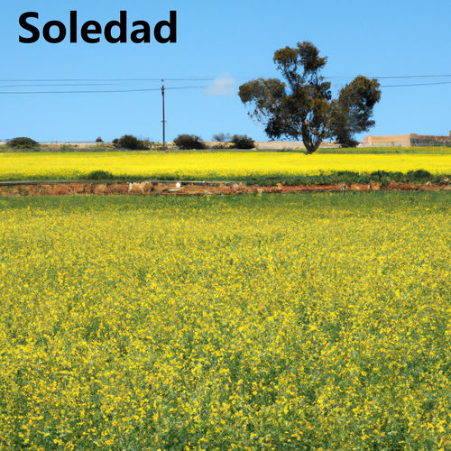 Portada de Soledad