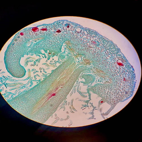 Portada de Marchantia