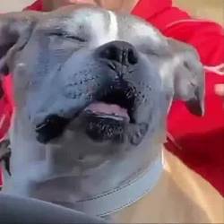 Portada de El Smokey