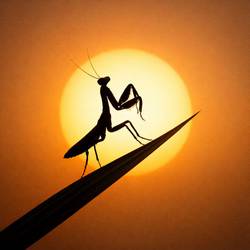 Portada de Mantis