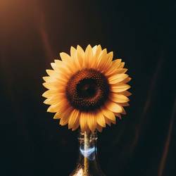 Portada de Sunflower