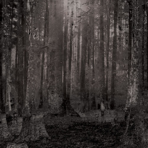Portada de Bosque