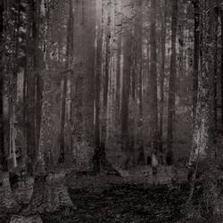 Portada de Bosque