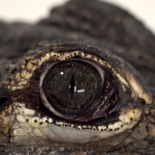 Portada de Alligators