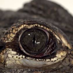 Portada de Alligators